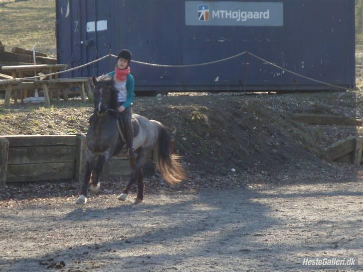 Anden særlig race Gipsy<3 - R.I.P  - Fordi at du gik sådan her de første par gange. og til sidst perfekt <3 billede 16