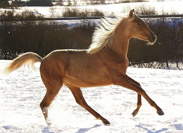 Palomino Krøjberg´s Cassiopeia  billede 1