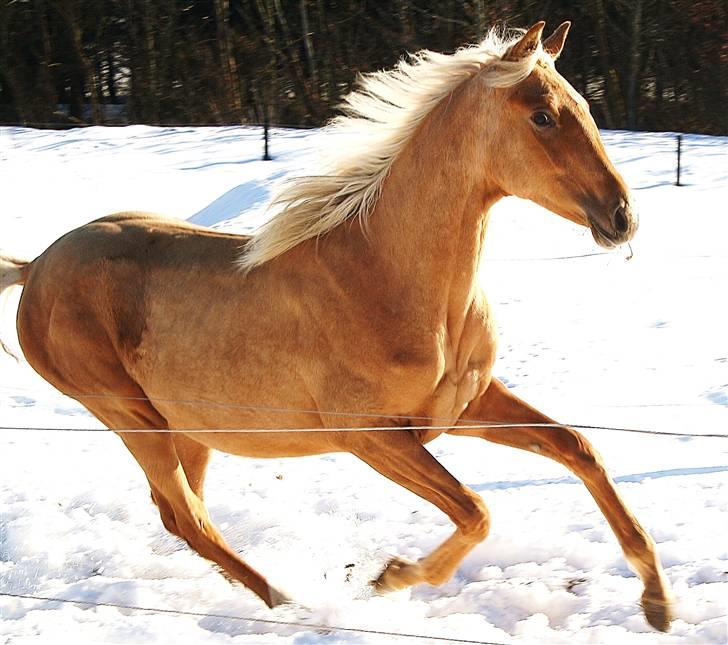 Palomino Krøjberg´s Cassiopeia  billede 2