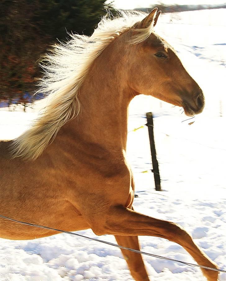 Palomino Krøjberg´s Cassiopeia  billede 3