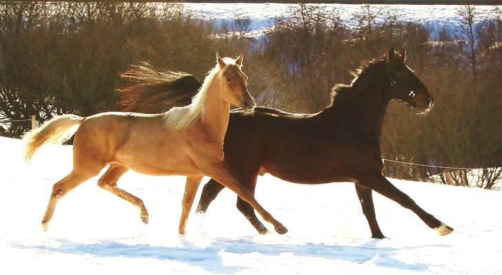 Palomino Krøjberg´s Cassiopeia  billede 6