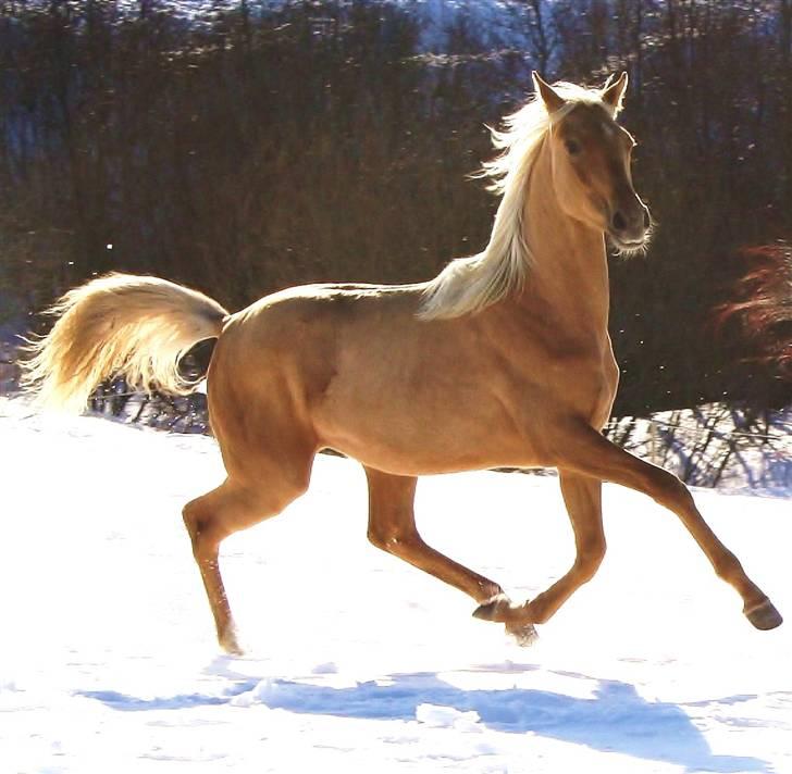 Palomino Krøjberg´s Cassiopeia  billede 7