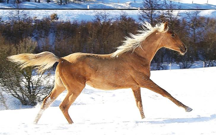 Palomino Krøjberg´s Cassiopeia  billede 9