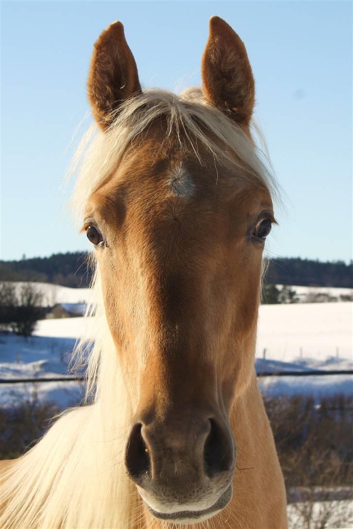 Palomino Krøjberg´s Cassiopeia  billede 10