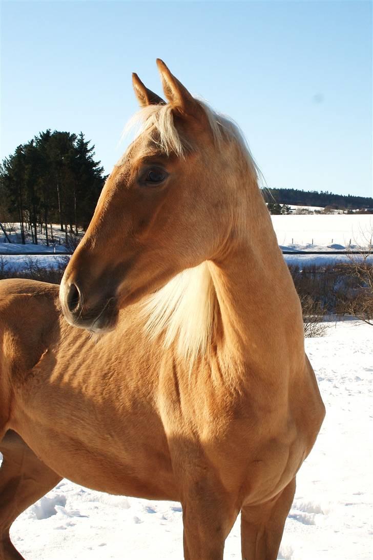 Palomino Krøjberg´s Cassiopeia  billede 11