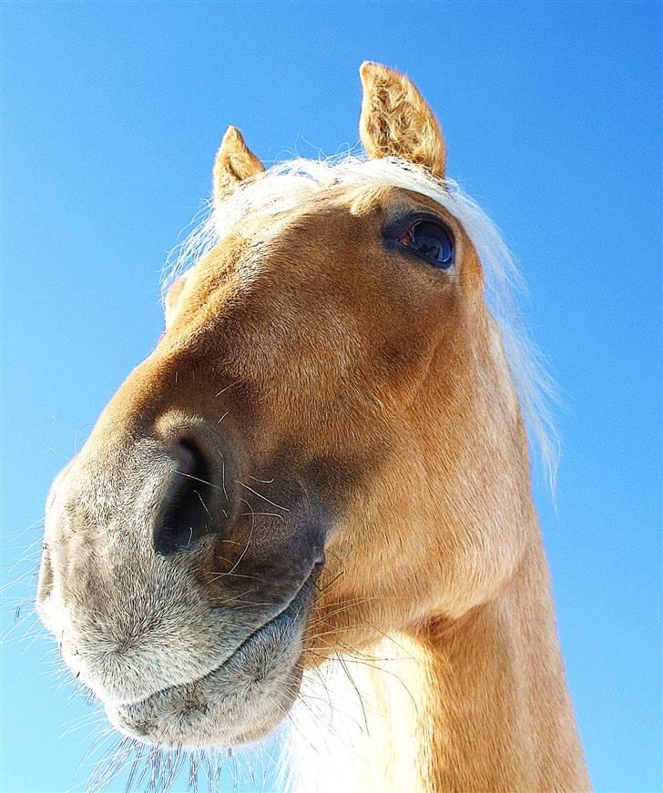 Palomino Krøjberg´s Cassiopeia  billede 12