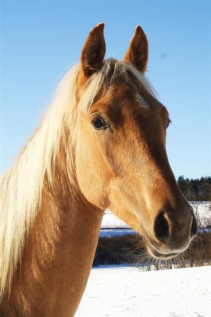 Palomino Krøjberg´s Cassiopeia  billede 13
