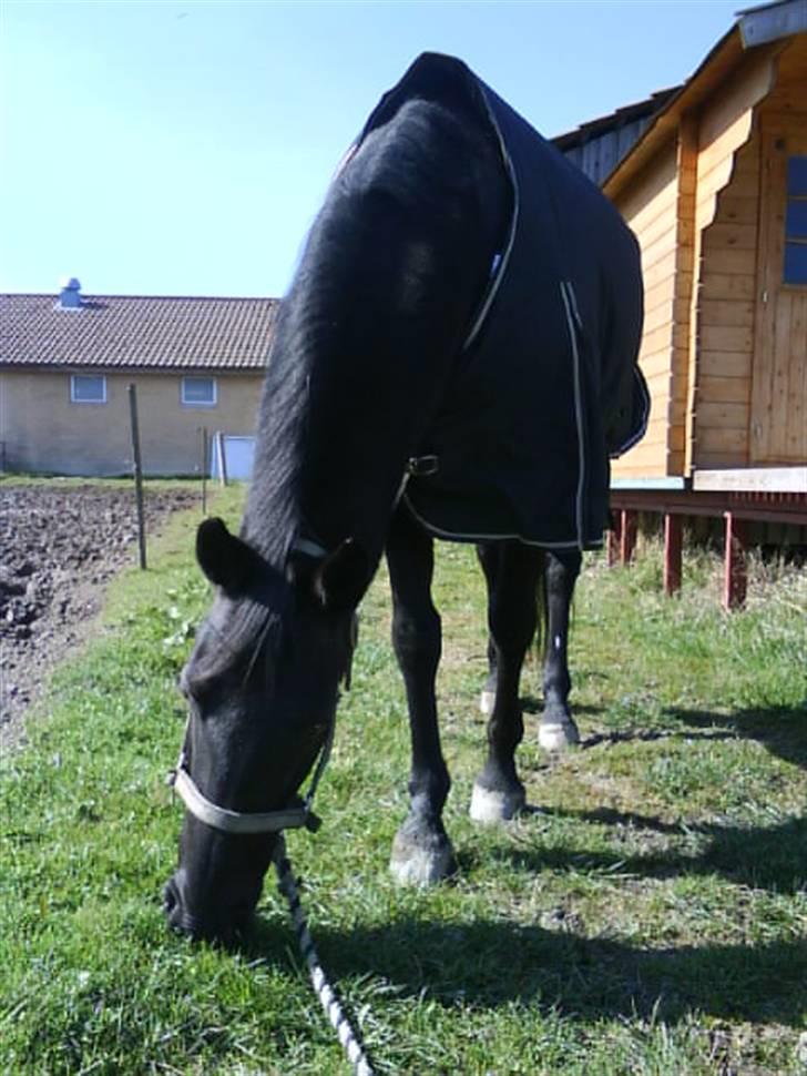 Anden særlig race Doncan   **SOLGT** - 3-4-09  billede 1