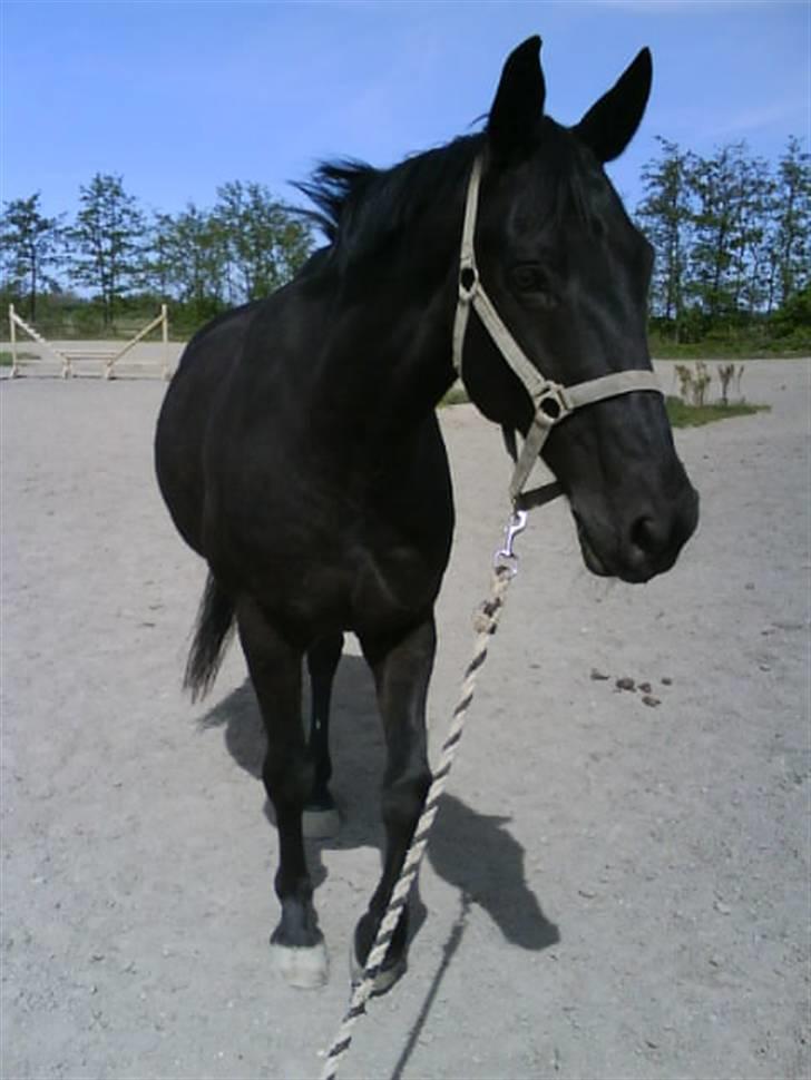 Anden særlig race Doncan   **SOLGT** - 3-4-09  billede 2