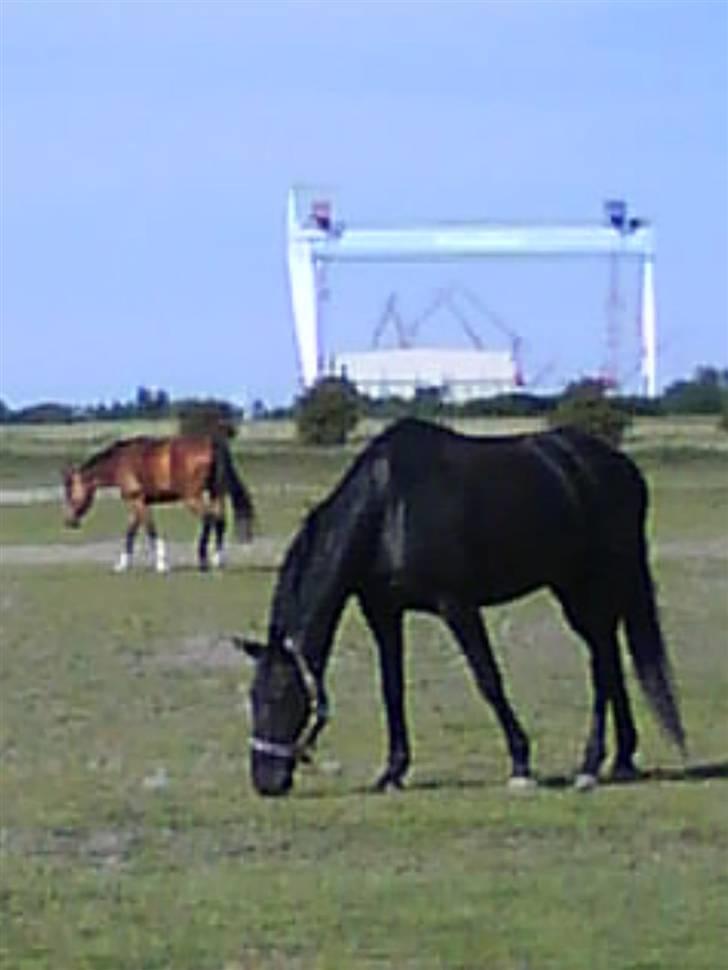 Anden særlig race Doncan   **SOLGT** - 3-4-09  billede 3