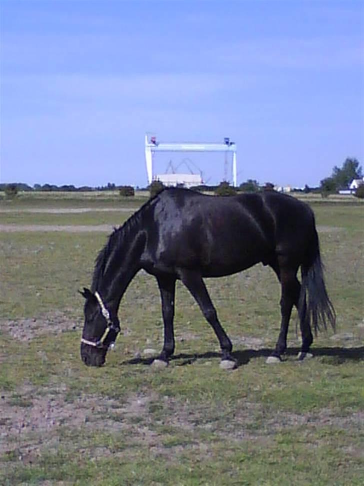 Anden særlig race Doncan   **SOLGT** - 3-4-09  billede 4