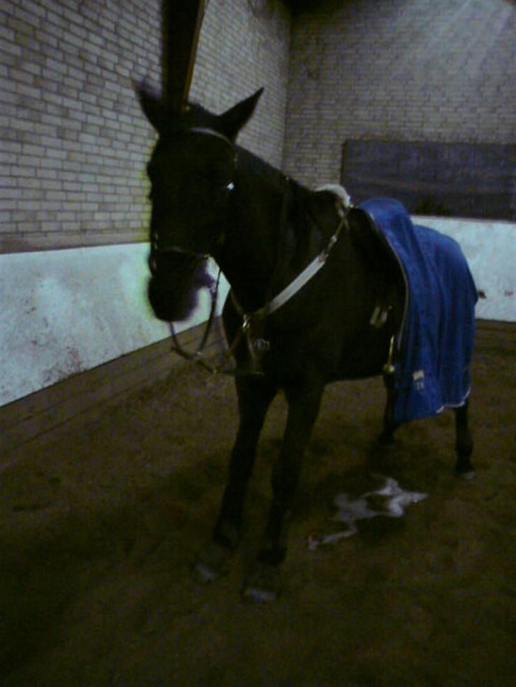 Anden særlig race Doncan   **SOLGT** - Efter Første springtime på FMR,  Sku sådan TiSSe , " 2 gange "   billede 5