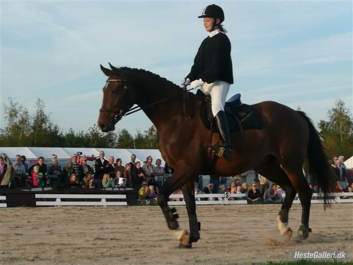 Dansk Varmblod Expense Tagegaard - Opvisning i Frederikssund d.8 Sep (;  billede 3