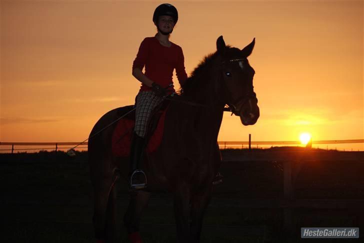 Dansk Varmblod Expense Tagegaard - Elsker bare det er billde ! (:  billede 4