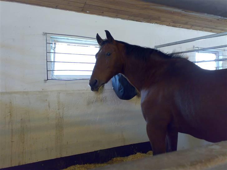 Anden særlig race schamy billede 5