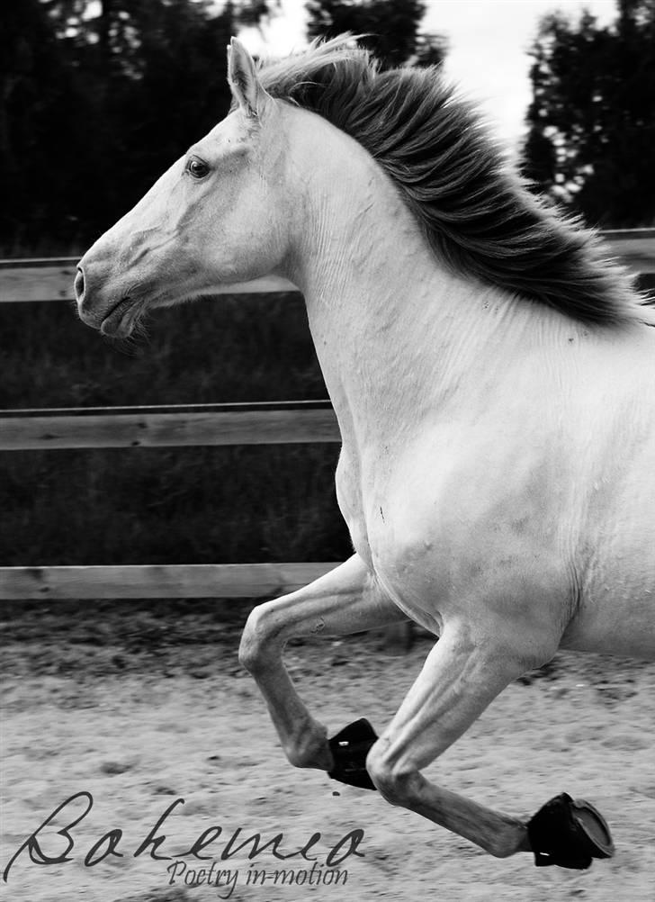 Lusitano Bohemio - # 1 - Poetry in motion... billede 1