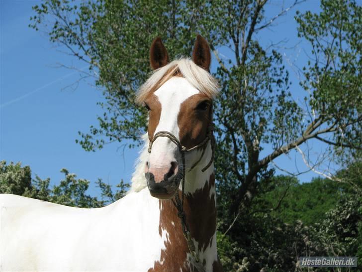 Pinto Bibi - Velkommen til Bibi´s profil :D  billede 1