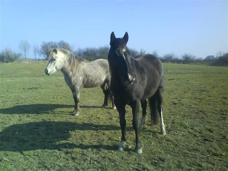 Islænder Lysingur*SOLGT* billede 20