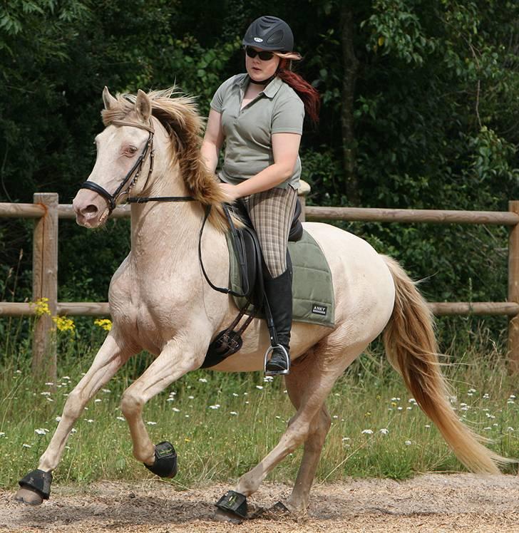 Lusitano Bohemio - # 9 Billede af Janie Sparrow. billede 9