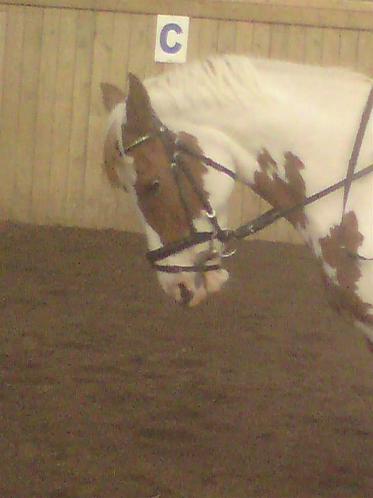 Pinto Bibi - Smuk pony <3 Foto: Fanny billede 5