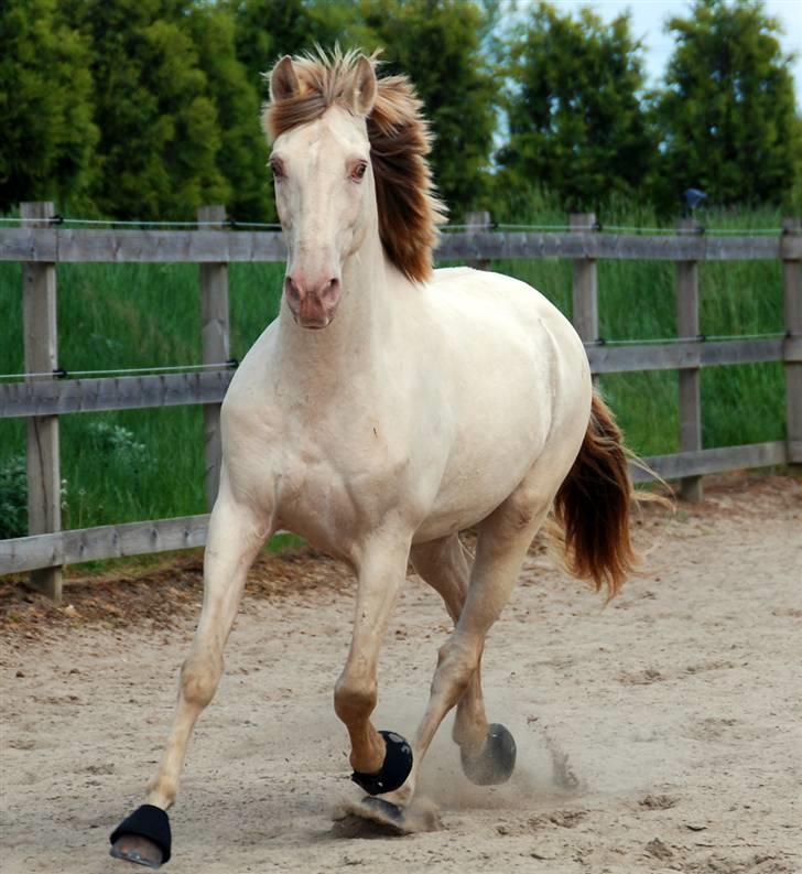 Lusitano Bohemio - # 12 - Jeg synes den hest er forbandet smuk. billede 12