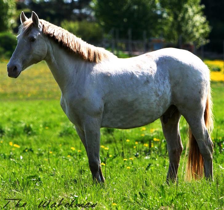 Lusitano Bohemio - # 13 billede 13