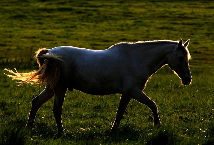 Lusitano Bohemio - # 15  billede 15