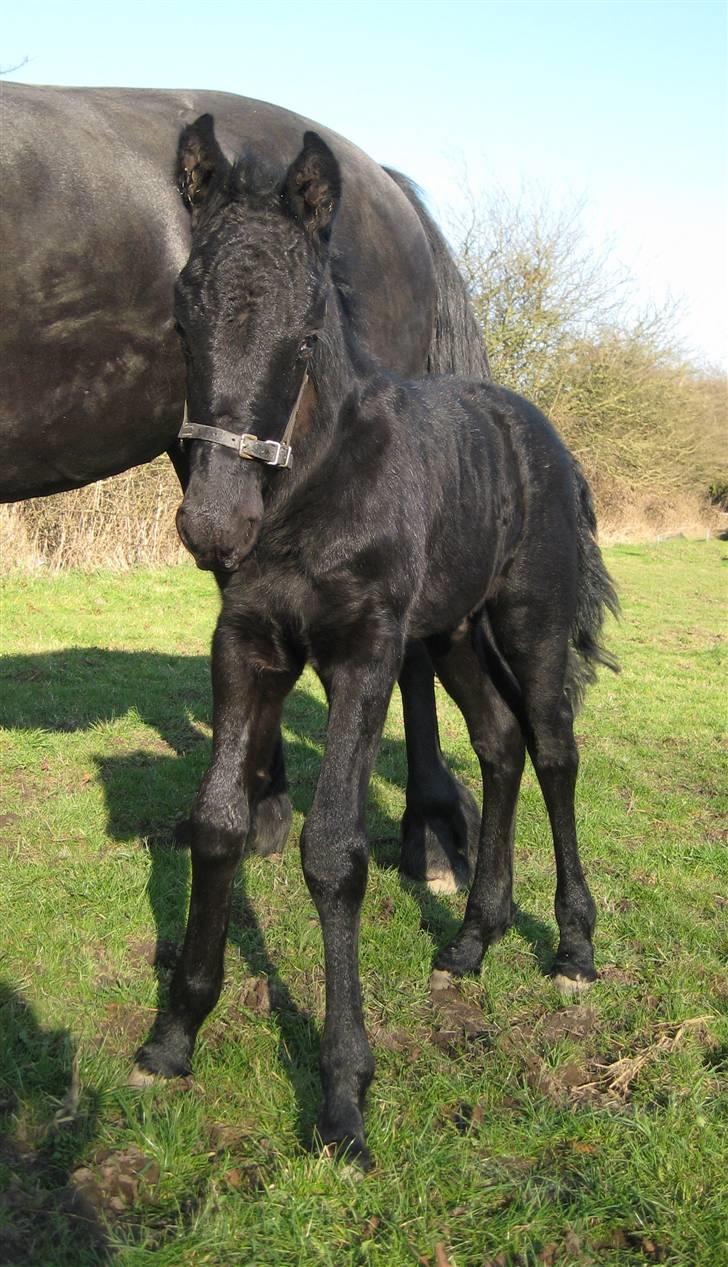 Frieser Emir - min lille hingst...16 dage gammel billede 7