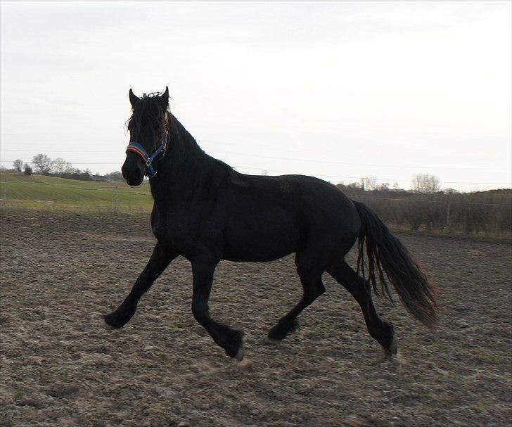 Frieser Emir - Emir 2 år gammel billede 14