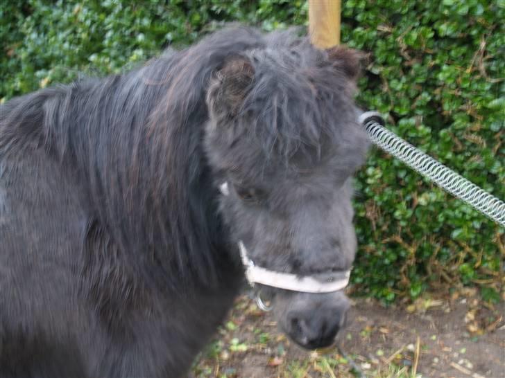 Miniature Lille Rosa* farmors pony* - Velkommen til Rosa´s profil.<3 billede 1