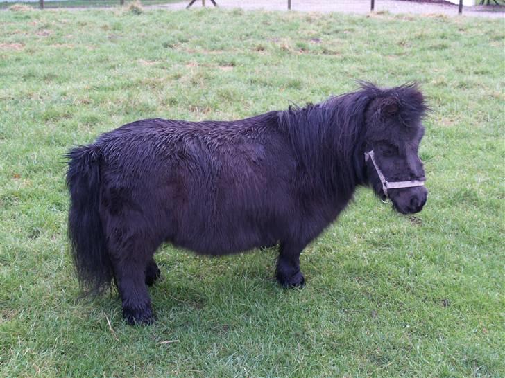 Miniature Lille Rosa* farmors pony* - Hov se der er en lille fugl! billede 2