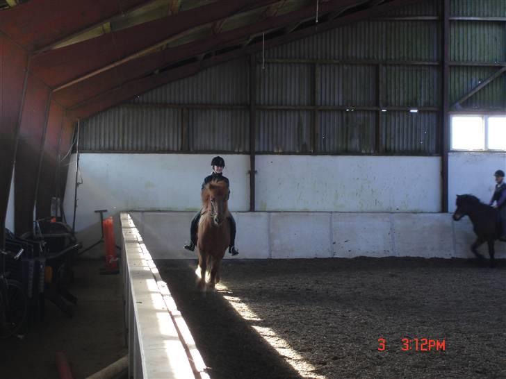 Islænder Vignir  billede 12