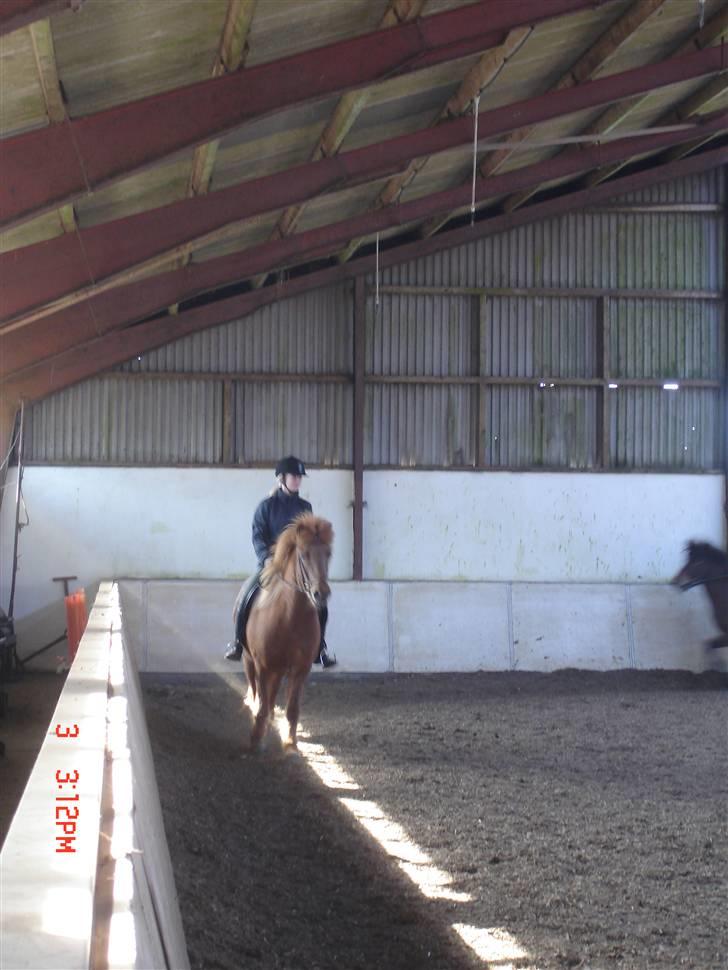 Islænder Vignir  billede 14