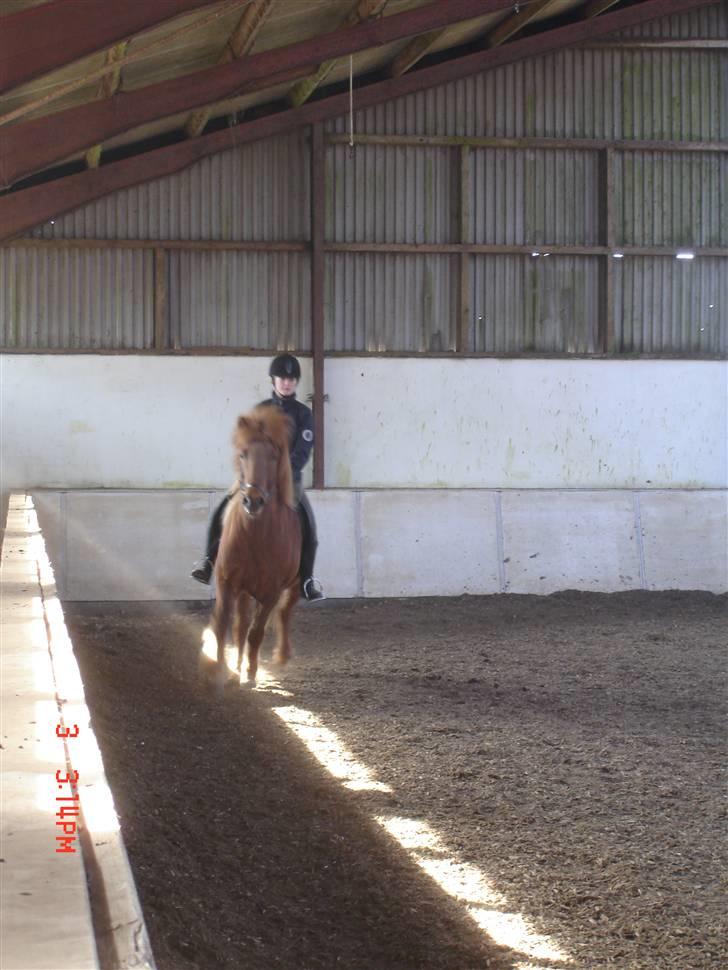 Islænder Vignir  billede 16