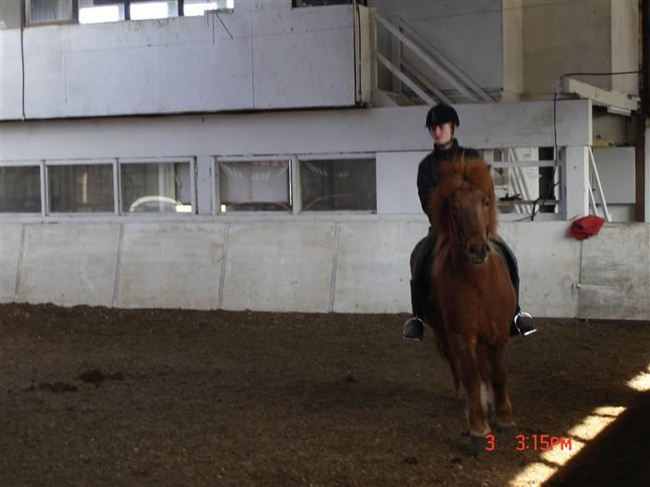 Islænder Vignir  - Vild og langsom tølt :P  billede 4