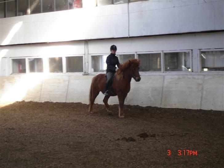 Islænder Vignir  billede 18