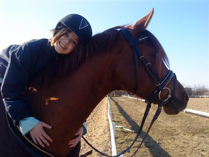 Arabisk fuldblod (OX) Java Surprise billede 8