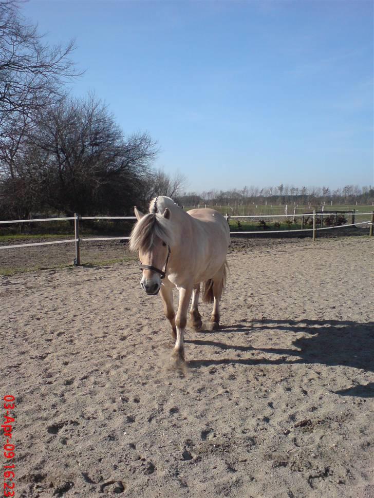 Fjordhest Pepsi *solgt* - 3-3-09: hyggedag på træningsbanen... billede 6