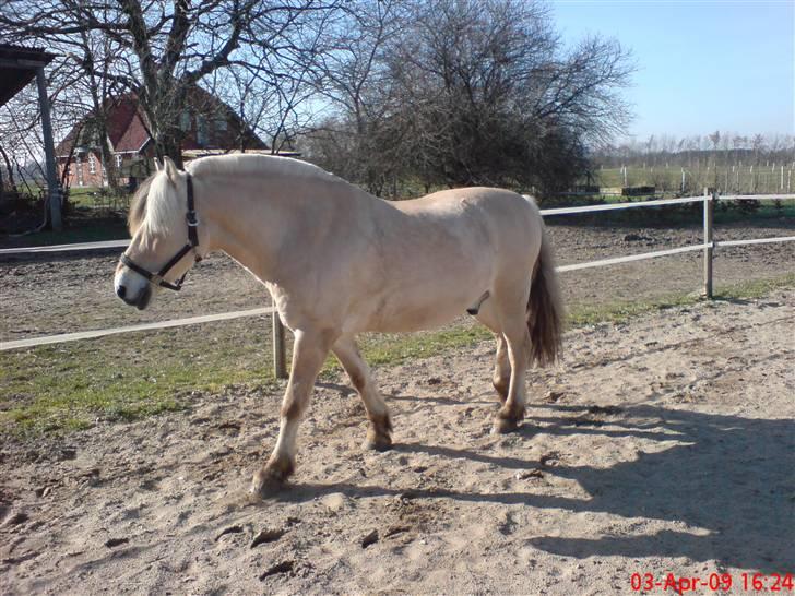Fjordhest Pepsi *solgt* - 3-3-09: hyggedag på træningsbanen... billede 7