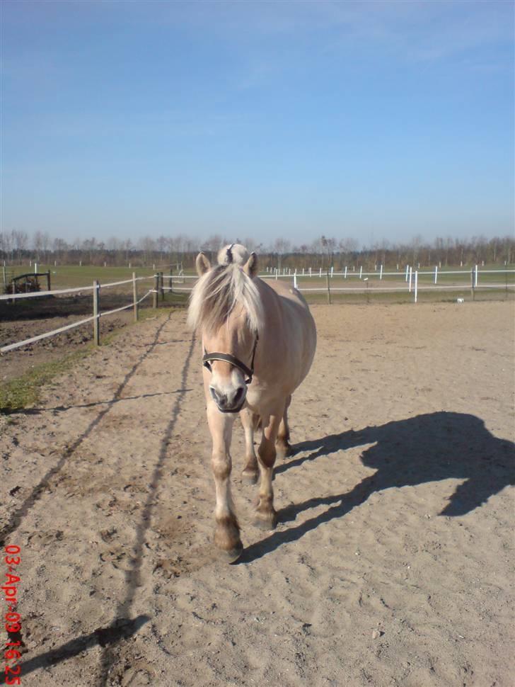 Fjordhest Pepsi *solgt* - 3-3-09: hyggedag på træningsbanen... billede 8