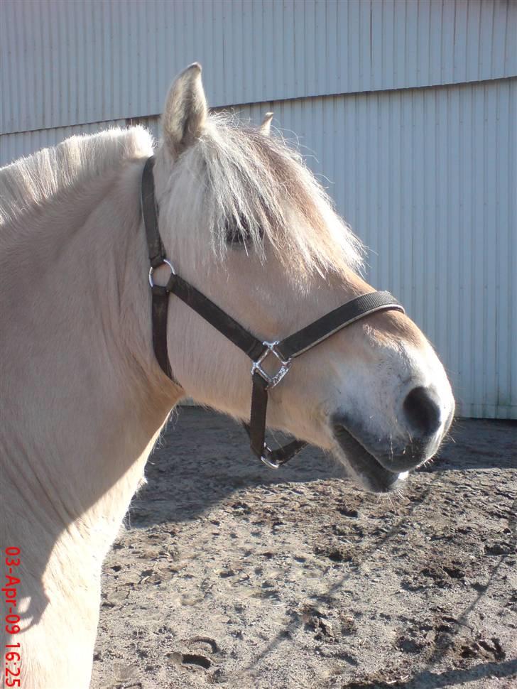Fjordhest Pepsi *solgt* - 3-3-09: hyggedag på træningsbanen... billede 9