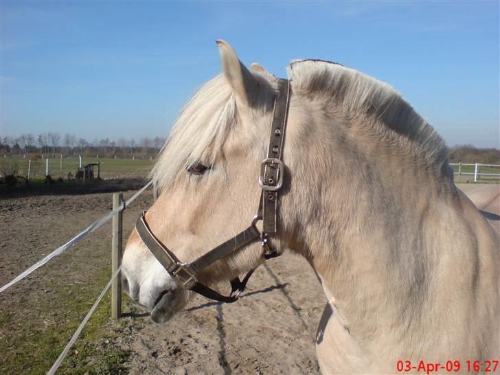 Fjordhest Pepsi *solgt* - 3-3-09: hyggedag på træningsbanen... billede 10