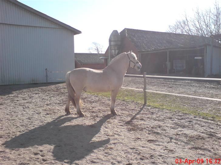 Fjordhest Pepsi *solgt* - 3-3-09: hyggedag på træningsbanen... billede 11