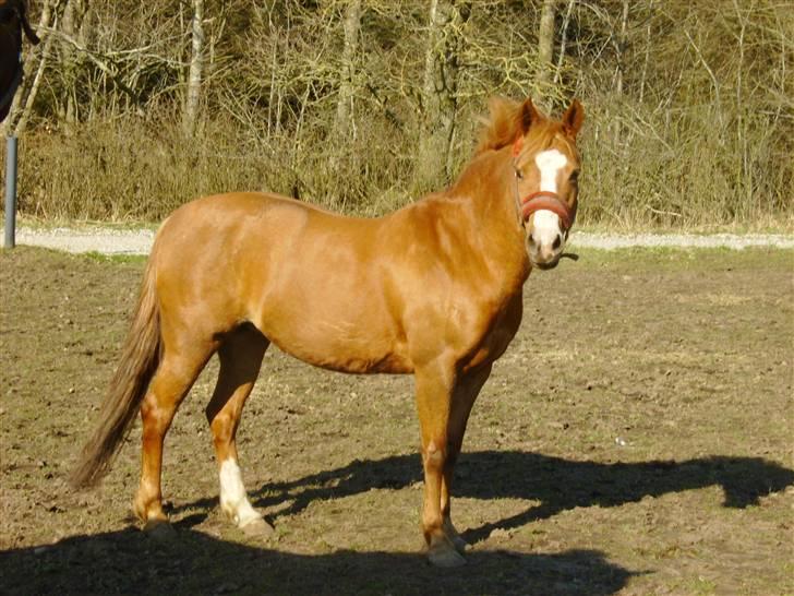 Hollandsk Sportspony Askepot billede 7