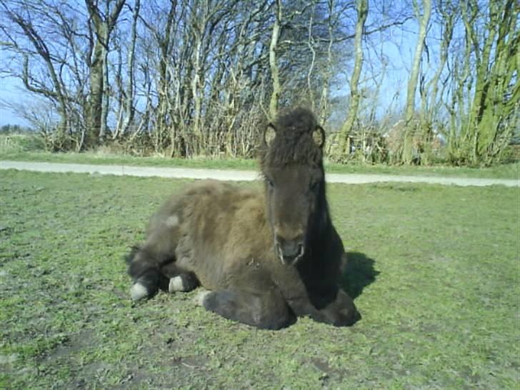 Islænder Ari fra Maag - NYT ja en dag jeg kom hjem fra skole var jeg lige ovre og tage nogle billeder af ham billede 19