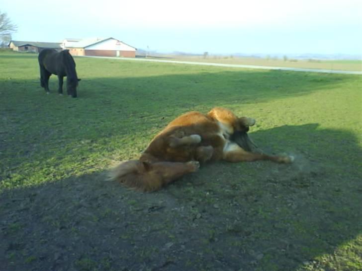 Islænder Jarl-Peter fra nørmark billede 18