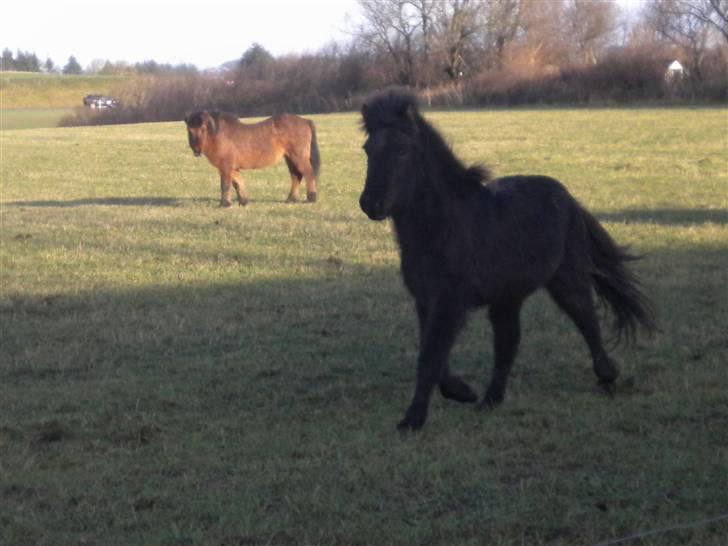 Islænder Ari fra Maag - NYT you and mee 4-ever billede 20