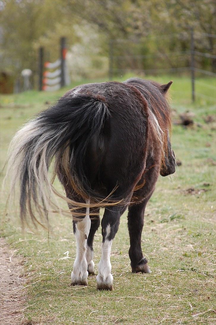 Anden særlig race Lotte billede 3