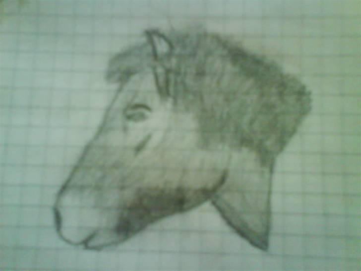 Islænder Muska frà Vallanesi <3 - min veninde har tegnet muska billede 16