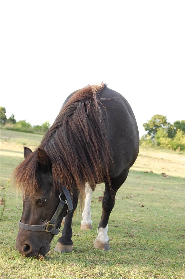 Anden særlig race Lotte - Og vi spiser billede 6